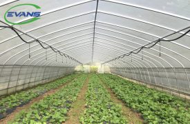 Single Tunnel Greenhouse