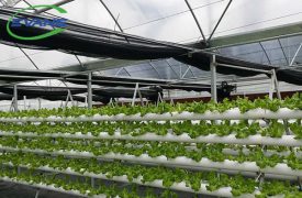 Hydroponics/NFT