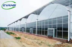 Multi Span Film Greenhouse