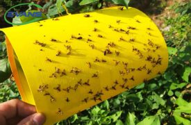 Sticky Fly Traps