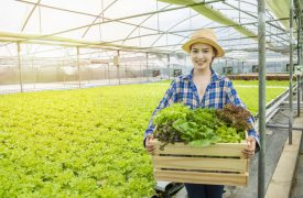 Advantages of Agricultural Greenhouse