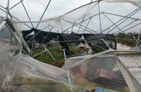 How to Protect Your Greenhouse in High Winds
